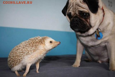 Ну а теперь про Украину - 1415701203_getimage