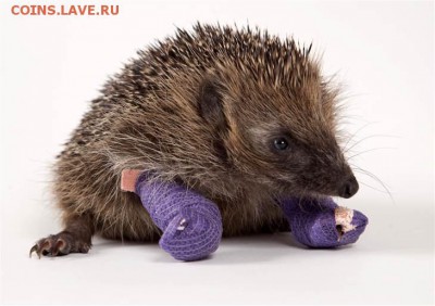 Ну а теперь про Украину - 1C4861852-AT-121120-hedgehog-cast-01_blocks_desktop_large