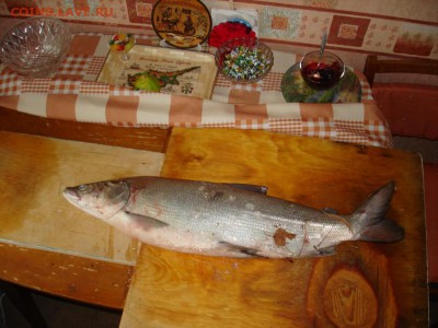 СТРАНИЧКА РЫБАКА - DSC04366.JPG
