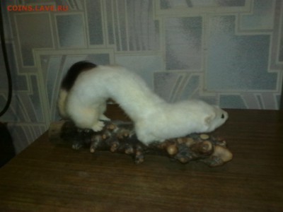 ЧУЧЕЛО ГОРНОСТАЙКИ ОЦЕНКА - Фото0955