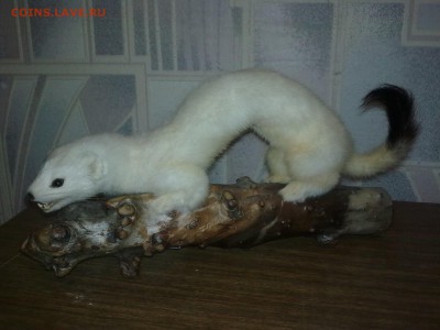 ЧУЧЕЛО ГОРНОСТАЙКИ ОЦЕНКА - Фото0954