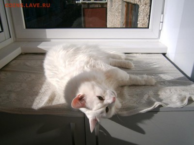 Любите ли вы кошек? - P8130155.JPG