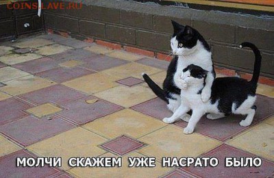 Любите ли вы кошек? - getImage (2)