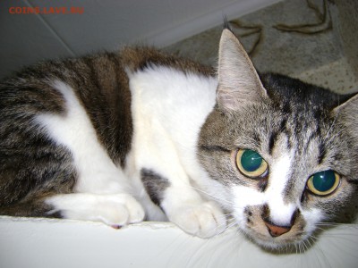 Любите ли вы кошек? - DSC02287.JPG