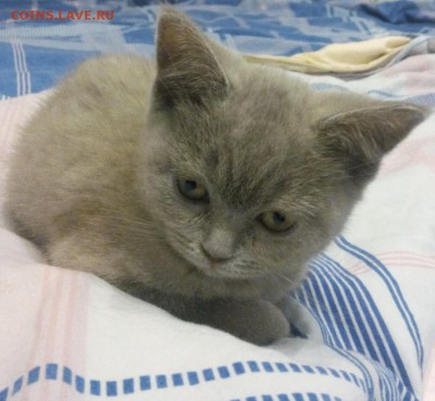 Любите ли вы кошек? - IMG_20141213_202842