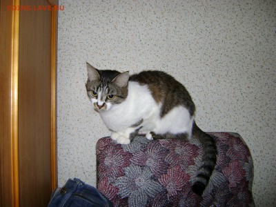 Любите ли вы кошек? - DSC02361.JPG