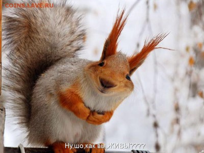 Вопросом на вопрос! - getImage
