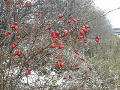 Покопушки от Русланыча . - 2127614