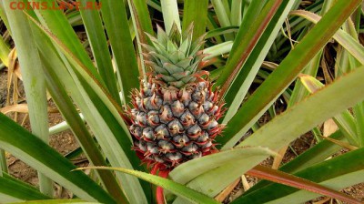 Расшифруй аббревиатуру. - pineapple-571792_640