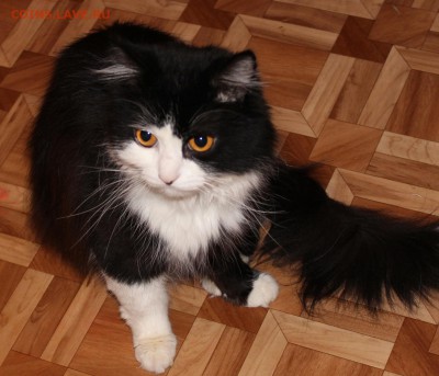 Как зовут кота? - IMG_01145