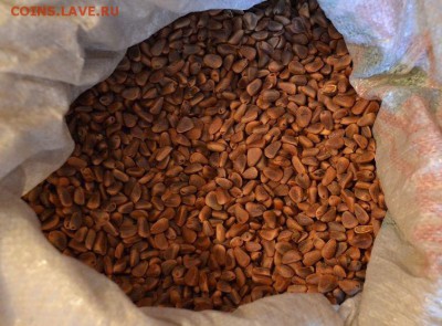 Дальневосточный кедровый орех - image (2)