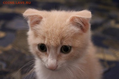 Любите ли вы кошек? - IMG_0367.JPG