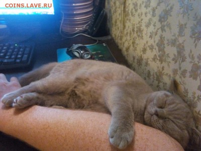как выложить фото с iphone ? - 0222015183956