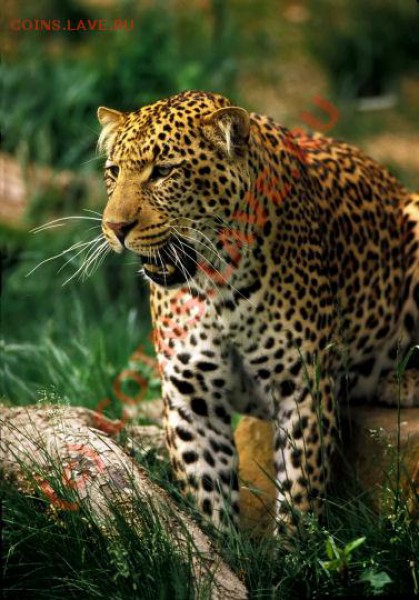 Закажи фотографию!!! - jaguar