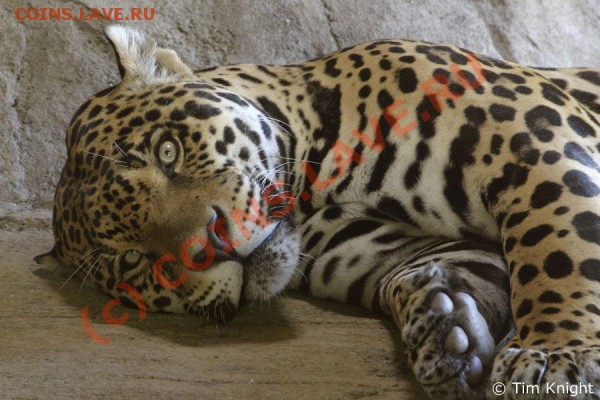 Закажи фотографию!!! - jaguar_06tk