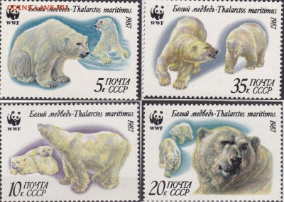 Белый медведь до 29.01 в 22.00 - IMG_20150127_0011