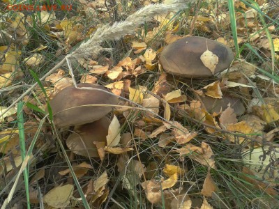 Покопушки от Русланыча . - 2674802