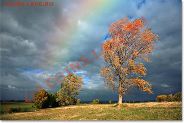 Закажи фотографию!!! - rainbow-trees