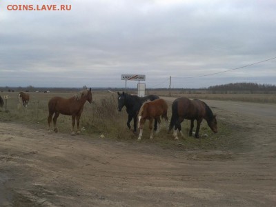 Покопушки от Русланыча . - 3318766
