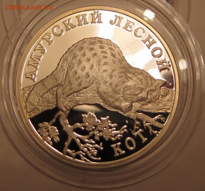 Красная книга  2004 года Амурский лесной кот до 04.02. 22:00 - IMG_2304