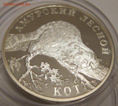 Красная книга  2004 года Амурский лесной кот до 04.02. 22:00 - IMG_2305