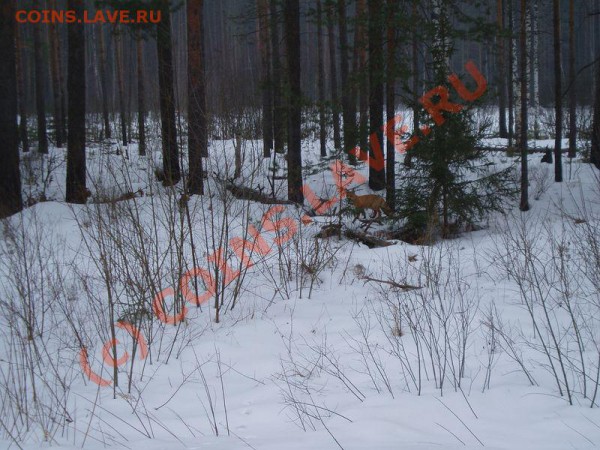 ФОТО - просто фото. Те что получились удачными. - P1010051.JPG