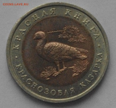 10р Краснозобая Казарка 1992 до 19.02 - IMGP2925о