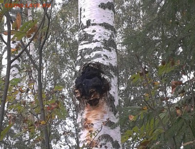 Покопушки от Русланыча . - 3104265