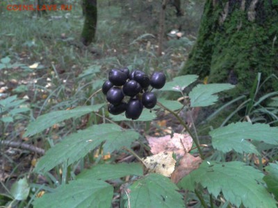 Покопушки от Русланыча . - 3152563