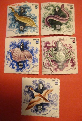 ЭКСПО(хорошие)!до 21.01.2015 - IMG_2339.JPG