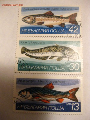 Рыбы(хорошие)!до 21.01.2015 - IMG_2349.JPG