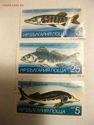 Рыбы(хорошие)!до 21.01.2015 - IMG_2347.JPG