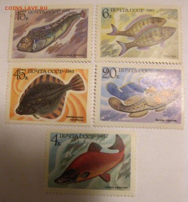 Морские рыбы(хорошие)!до 21.02.2015 - IMG_2357.JPG