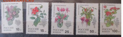 Россия. Комнатные растения - IMG_0463.JPG