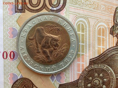 КК Амурский тигр до 27.02.2015 в 22.22 - image