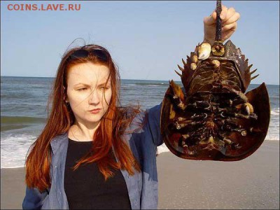 Фильм - рекомендую к просмотру! - мечехвост