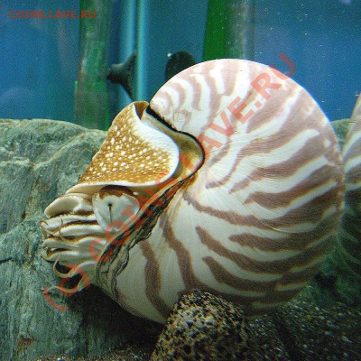 Животные на монетах - Nautilus
