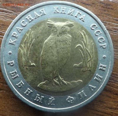 Красная книга Рыбный филин 09.03.2015 - DSCF7538_cr