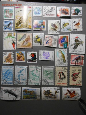 Марки ПТИЦЫ, 33 разных, до 13.03.2015 - DSCN5900.JPG