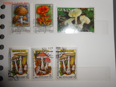 Марки ГРИБЫ, до 13.03.2015 - DSCN5912.JPG