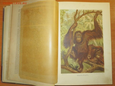 Книги Ранке И. "Человек". 2 тома. - IMG_2526.JPG