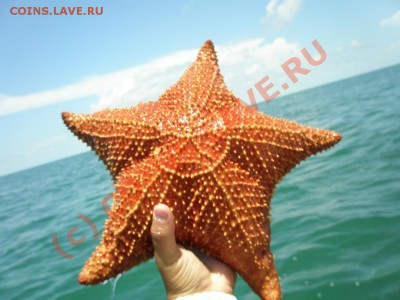Животные на монетах - 1248828527_bahmian_sea_star_by_sabotaz80