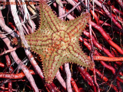 Животные на монетах - Oreaster reticulatus