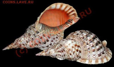 Животные на монетах - харония