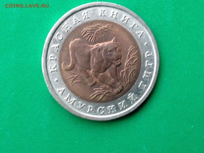 КК Амурский тигр до 13.03.2015 в 22.22 - image