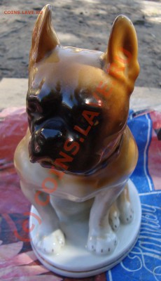Собака ЛФЗ - DSC01895.JPG