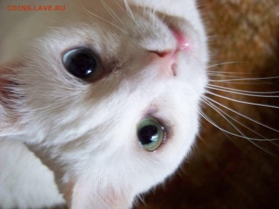 Любите ли вы кошек? - 100_3206.JPG