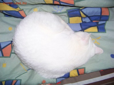 Любите ли вы кошек? - 100_3236.JPG