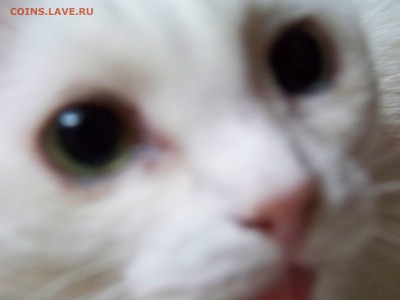 Любите ли вы кошек? - 100_3208.JPG