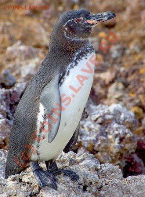 Животные на монетах - 639px-Conch_shell_2
